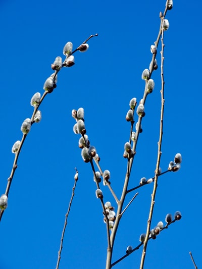 During the day under the blue sky, white round fruit hanging on the wire
